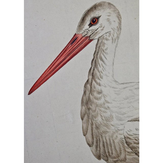 White Stork "Ardea Ciconia": An 18th Century Hand-Colored Engraving by Nozeman, 1789 For Sale - Image 4 of 5