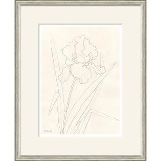 Bearded Iris Framed Art Print by Susan Hable For Sale