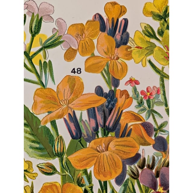 Set of three chromolithograph plates from W.J. Gordon's "Our Country's Flowers and How to Know Them," illustrated by John...