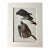 Vintage John James Audubon Matted Print, 1966: Gyrfalcon. For Sale