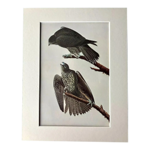 Vintage John James Audubon Matted Print, 1966: Gyrfalcon.