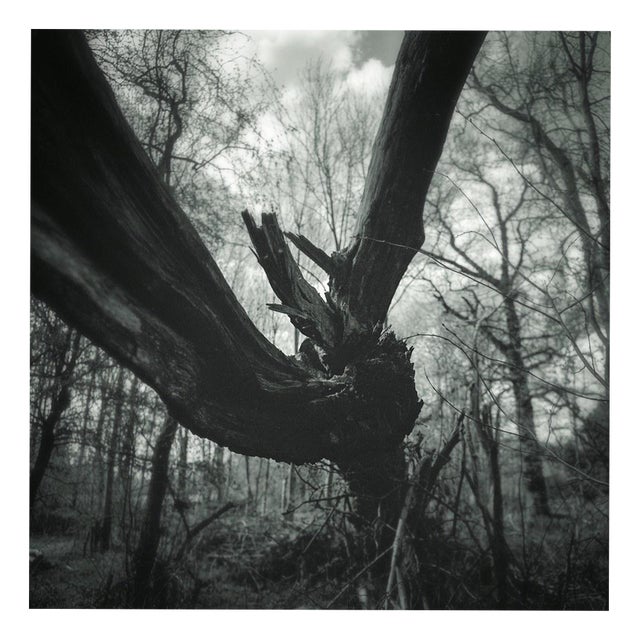 Paul Cooklin, Fallen Tree, Edition of 50 For Sale