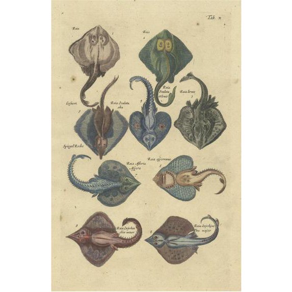 John Jonston, Illustration of Various Raja Fish Species, 1657, Print For Sale
