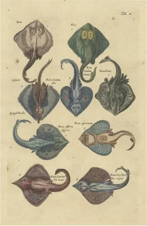 John Jonston, Illustration of Various Raja Fish Species, 1657, Print