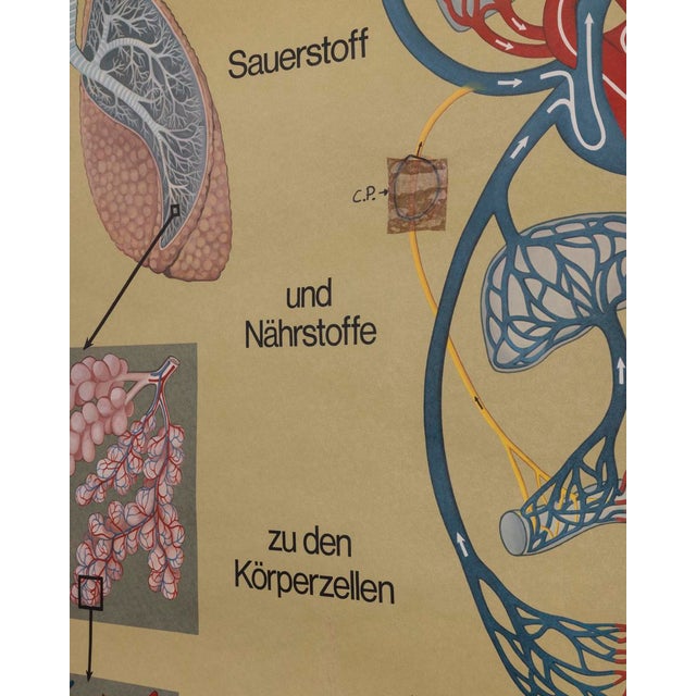 Vintage School Poster Breathing and Blood Circulation from Lehrmittelverlag Wilhelm Hagemann, 1970s For Sale - Image 9 of 14