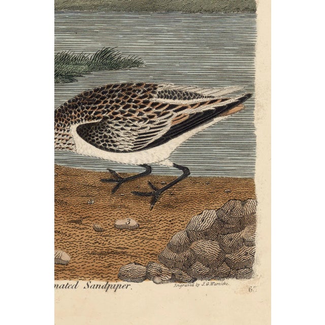 Early American Poster, Spoonbill and Shore Birds 24x36 Inches For Sale - Image 4 of 7