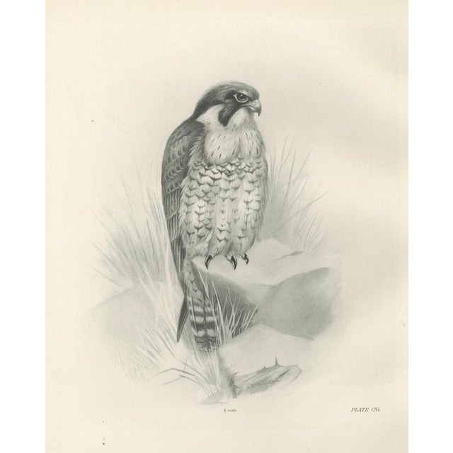 Lilian M. Medland, Peregrine Falcon, 1908, Monochrome Ornithological Plate For Sale - Image 3 of 9