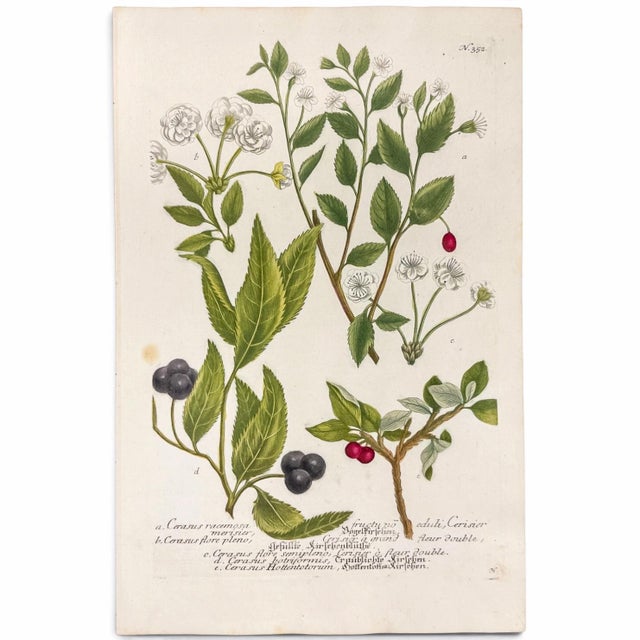 1739 Cherry Blossoms & Fruits Mezzotint | Hand-Colored Johann Weinmann Botanical Print For Sale - Image 9 of 9