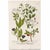 1739 Cherry Blossoms & Fruits Mezzotint | Hand-Colored Johann Weinmann Botanical Print For Sale - Image 9 of 9