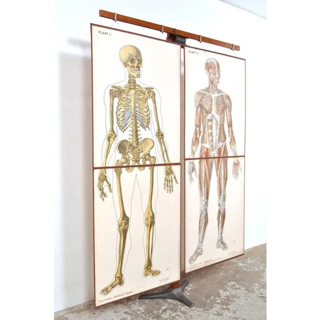 Anatomy human body. Beautifully drawn anatomical school plates. Designed by prof. Dr. J.A.J. Barge in the 1930s. Rare,...