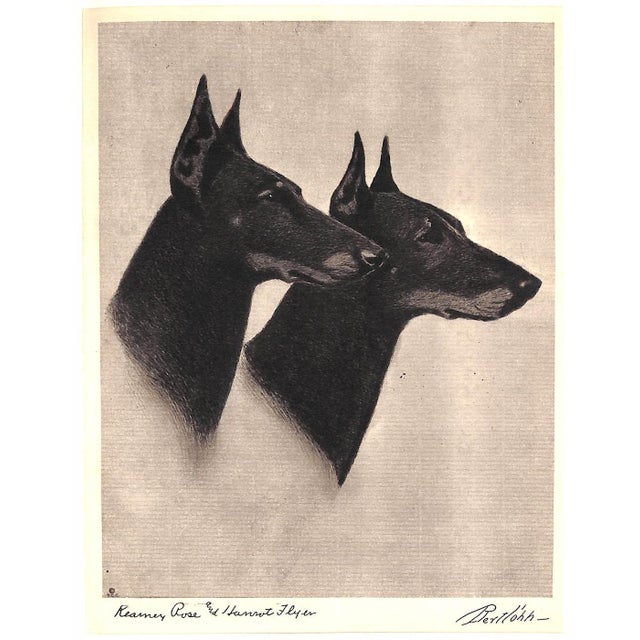 "Portraits of Dogs" 1931 Cobb, Bert For Sale - Image 11 of 12