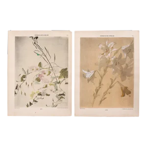 1900 French Decorator Sheets - Lys Blanc & Liseron (White Lily and Bindweed) - Dictionnaire Des Fleurs, Emile Belet
