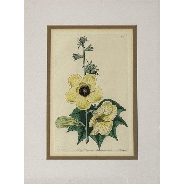 Traditional Wall Decor, Framed Floral Botanicals, Giltwood Frame, 19th C. For Sale - Image 10 of 14