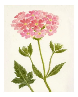 Hubbard Flower, Small: 8089 Artwork, Unframed Artwork