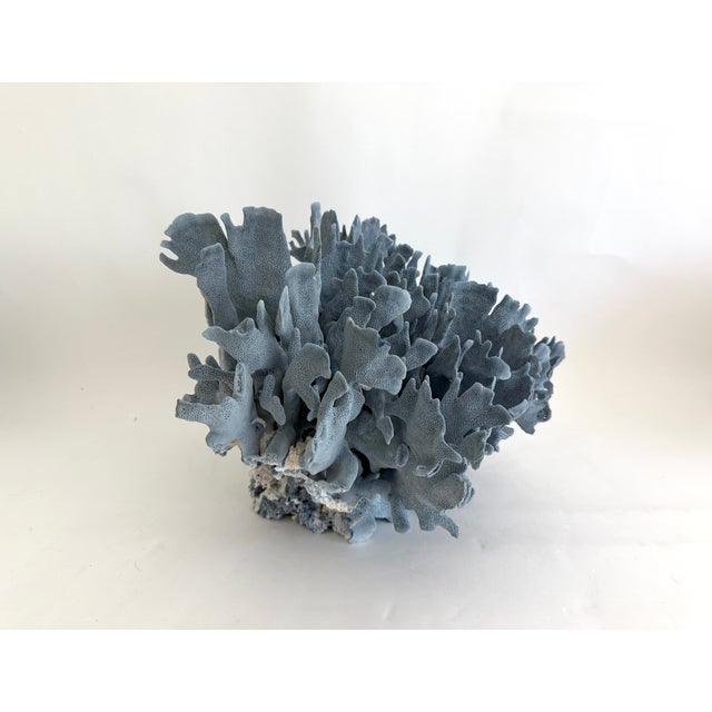 Massive Natural Blue Coral Specimen Coastal Decor For Sale In Los Angeles - Image 6 of 7
