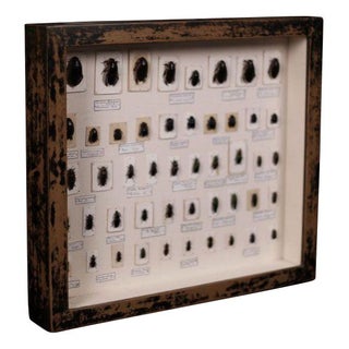 Vintage Framed Beetle Collection For Sale