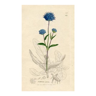 1840s, Devil's-Bit Scabious Botanical Print by James Sowerby, Original Antique Botanical Engraving, England For Sale