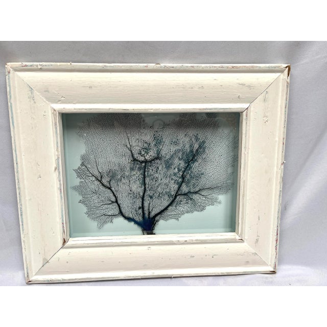 Framed Natural Sea Fan For Sale - Image 13 of 13