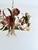 Vintage Passeri Florentine Floral Chandelier in Hand-Painted Wrought Iron, Italy, 1960s For Sale - Image 6 of 15