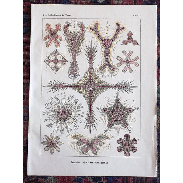 Authentic Antique 19th Century Ernst Haeckel Undersea Creature Lithographs - Set of 4 For Sale In Cincinnati - Image 6 of 10