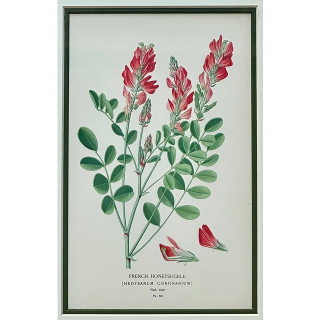 Honeysuckle & Cardinal Flowers, Framed Original Botanical Prints by Watson, 1896 - Set of 2 For Sale - Image 4 of 6
