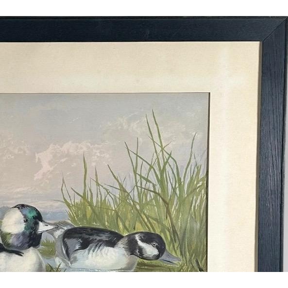 Wood Antique 1878 Alexander Pope Jr Duck Chromolithograph Bufflehead Ducks Framed For Sale - Image 7 of 10