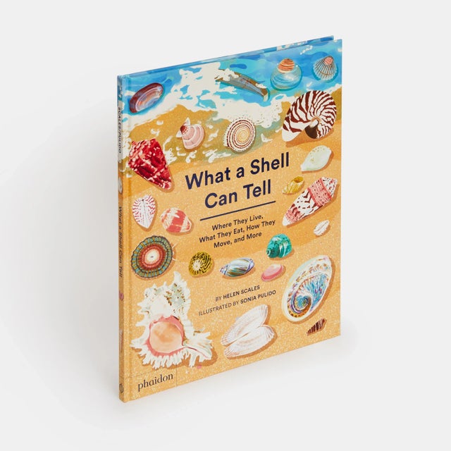 Contemporary What a Shell Can Tell For Sale - Image 3 of 8