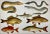 Cream Antique Fish Print From England Featuring Eel, Conger, Murry, Goldfish, Barbel, Gudgeon & Varieties of Carp - Circa 1902 For Sale - Image 8 of 11