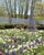 This gorgeous hardcover First Edition features gardens of the design world's luminaries such as Bunny Williams, Christian...