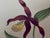 1960s Hand-Painted Botanical Ceramic Tiles by Josef Frank, Meissen, Germany, 1960, Set of 9 For Sale - Image 5 of 15