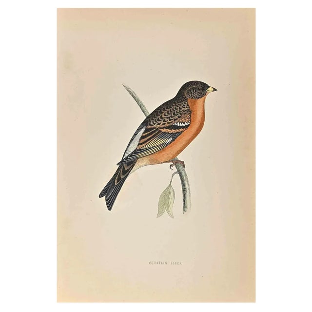 Alexander Francis Lydon, Mountain Finch, Woodcut Print, 1870 For Sale