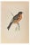 Alexander Francis Lydon, Mountain Finch, Woodcut Print, 1870 For Sale