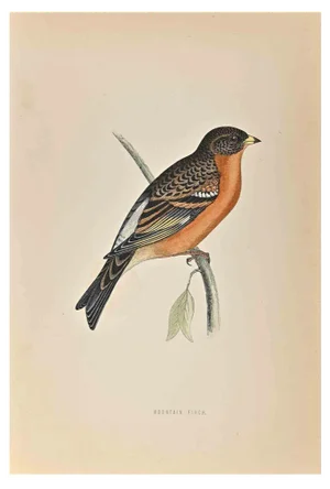 Alexander Francis Lydon, Mountain Finch, Woodcut Print, 1870