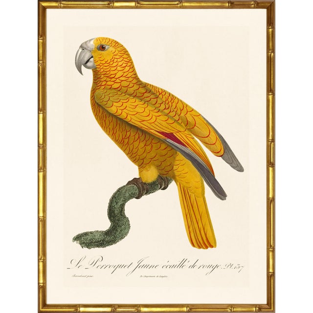 Illustration Barraband Parrots – Yellow Headed Amazon's (Set of 2), Framed in Bronze Bamboo For Sale - Image 3 of 7