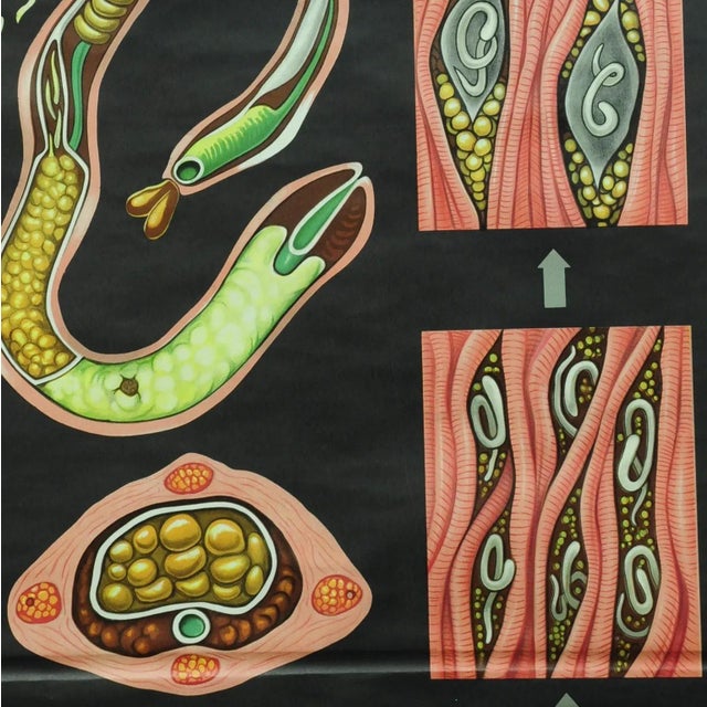 1960s Trichina Rollable Poster Print Wall Chart by Jung Koch Quentell For Sale - Image 5 of 6