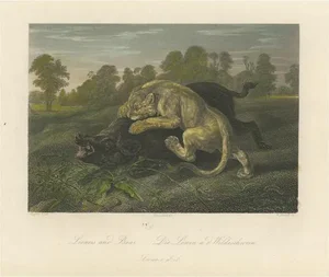 Payne, Lioness and Boar, Steel Engraving