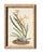 Antique Botanical Chromolithographs — “Wild Flowers of America”, Volume I, L. Prang & Co., Boston (C. 1877) Set of 13 For Sale - Image 10 of 17