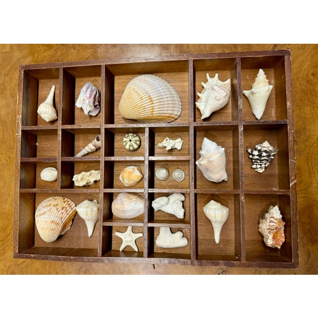 Unique solid wood Typewriter antique drawer with shell handmade collection decorative object.