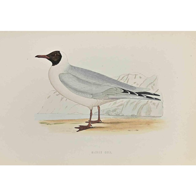 Masked Gull is a modern artwork realized in 1870 by the British artist Alexander Francis Lydon (1836-1917) . Woodcut...