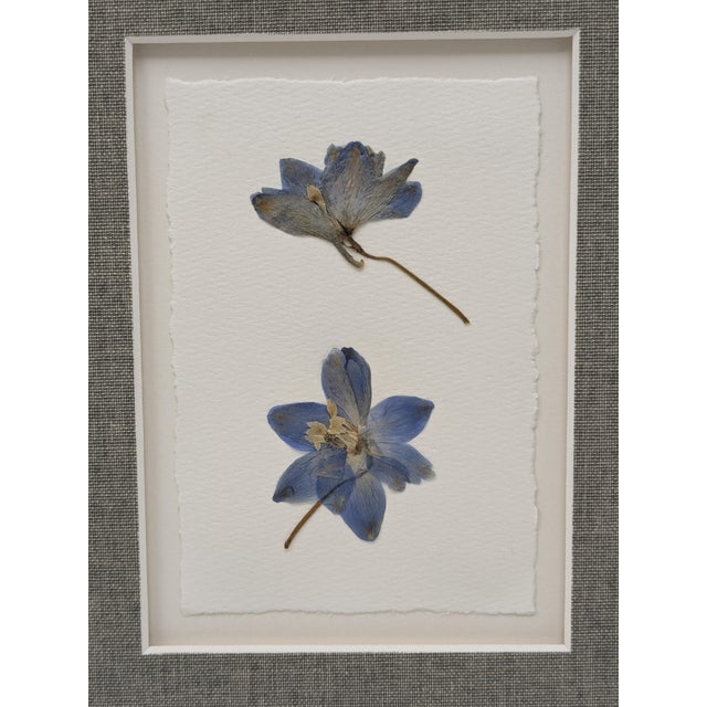 Textile Framed Pair of Pressed Blue Delphinium Flowers For Sale - Image 7 of 9