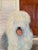 Original Mid Century Oil on Canvas Board Painting of a Sheepdog For Sale In Atlanta - Image 6 of 7
