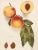 1900s U. P. Hedrick, Original Antique Photogravure of Early Crawford Peaches For Sale In Dallas - Image 6 of 6