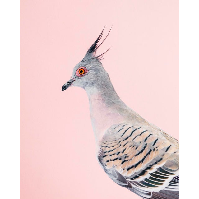 Contemporary Limited Edition Crested Pigeon Print (40x50") by Brendan Burden For Sale