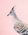 Contemporary Limited Edition Crested Pigeon Print (40x50") by Brendan Burden For Sale