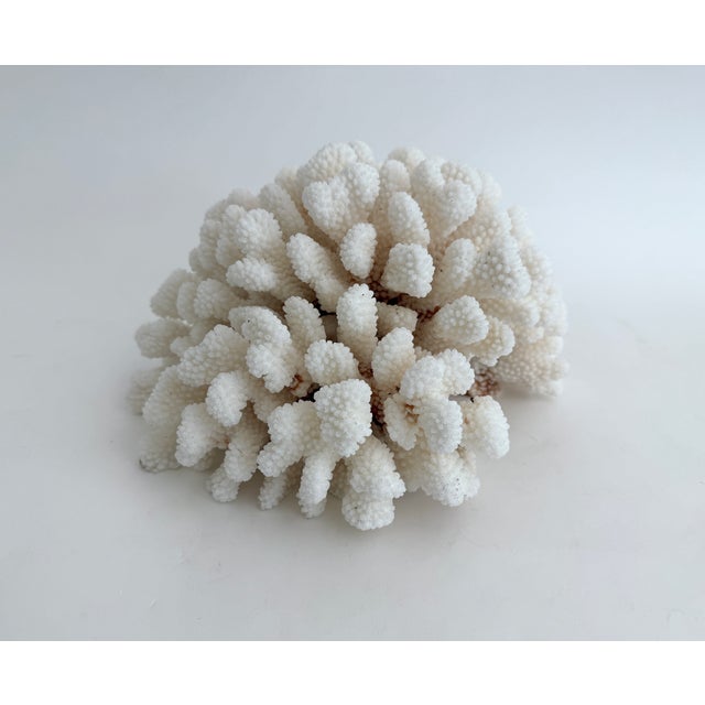 Large Natural Cluster Coral Specimen Coastal Decor For Sale - Image 4 of 6