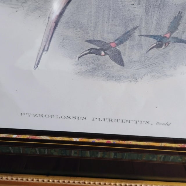 Rare John Gould & Richter Framed Toucan Litho Mid 19th Century Many-Banded Aracari "Pteroglossus Pluricinctus" 28x22 For Sale - Image 6 of 16