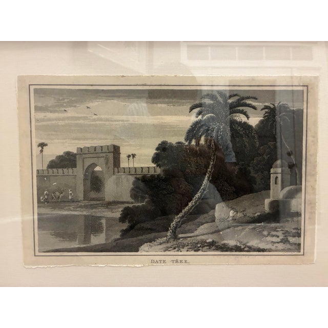 Decorative framed botanical landscape print by Natural Curiosities, reproducing the historical illustration titled *Date...