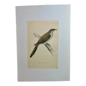 Antique Hand Tinted Bird Print From England Featuring a Brown & Gray Yellow-Billed Cuckoo - Circa 1888