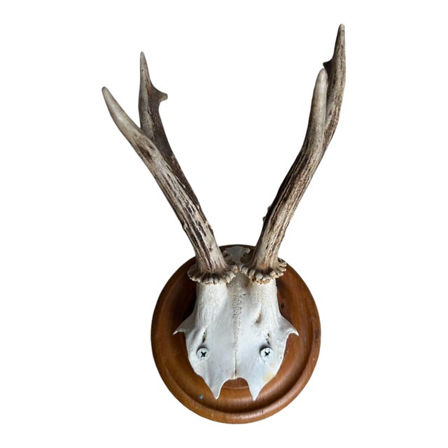 Roe Deer Trophy 20 Black Forest Antlers For Sale