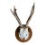 Roe Deer Trophy 20 Black Forest Antlers For Sale